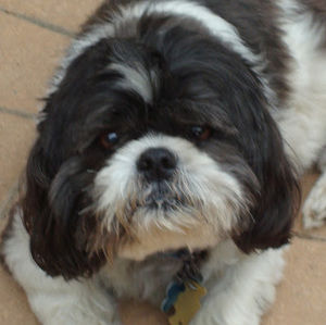 Meet your Posher, Joan